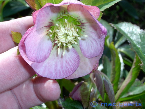 helleborus hybr